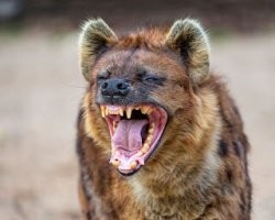 Не ищите здесь смысл. Здесь в основном маразм