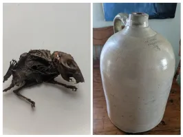 "Я купил старинный керамический кувшин, и внутри него оказалось мумифицированное животное" - а он ожидал, что вместо дохлой крысы там будет сидеть Хоттабыч?