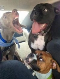 30 смазанных, но таких забавных снимков собак