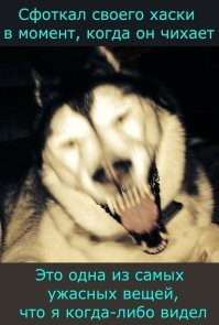 30 смазанных, но таких забавных снимков собак