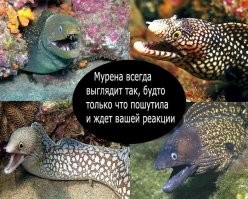 Одно из самых опасных морских существ