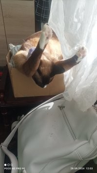 30 пушистых сплюшек, которых неожиданно настиг сон