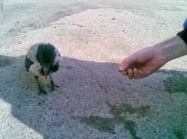 А мне однажды такая попалась.