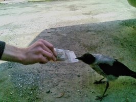 А мне однажды такая попалась.