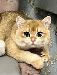 вот самый красивый кот :)