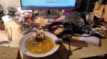 Всё верно! Сытый кот выглядит так: