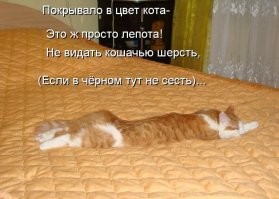 30 пушистых сплюшек, которых неожиданно настиг сон