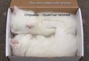 30 пушистых сплюшек, которых неожиданно настиг сон