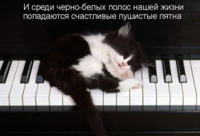 30 пушистых сплюшек, которых неожиданно настиг сон