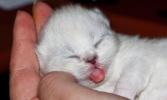 30 пушистых сплюшек, которых неожиданно настиг сон