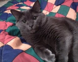 Самой красивой кошкой в мире признана русская голубая