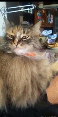 Моя кошечка лучше