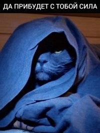 Самой красивой кошкой в мире признана русская голубая