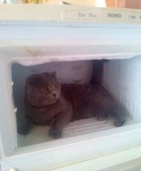 мой интеллигент )))
Котиков не красивых не бывает! А свой, родной - самый красивый!
