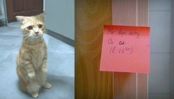Не ищите здесь смысл. Здесь в основном маразм