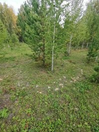 Под Челябинском этим летом