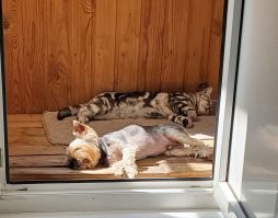 Мои. У каждого свои предпочтения - одна любит тенёк, а второй жариться на солнце.
