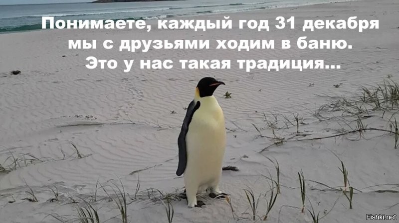 Императорский пингвин приплыл из Антарктиды в Австралию, преодолев более 3500 километров в поисках еды