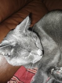 Во мой 15 лет. Иногда как молодой бегает.