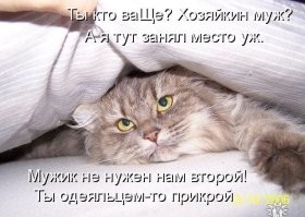 Зачем коты забиваются в узкие щели, даже если с виду у них всё хорошо
