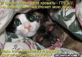 Зачем коты забиваются в узкие щели, даже если с виду у них всё хорошо