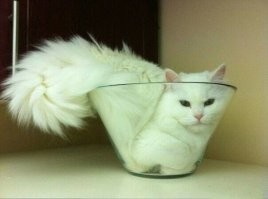 20 чудных животных, действия которых нам не дано понять