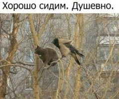 23 котика, которые возникают в неожиданных местах и умиляют хозяев