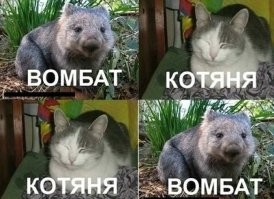 Вомбатов очень легко приручить