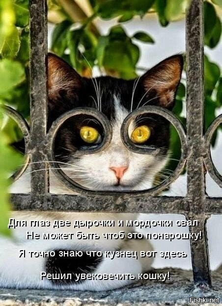 25 котофеев, которые внимательно наблюдают за хозяевами и контролируют все домашние процессы