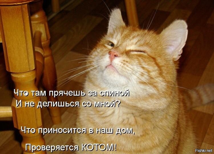 25 котофеев, которые внимательно наблюдают за хозяевами и контролируют все домашние процессы