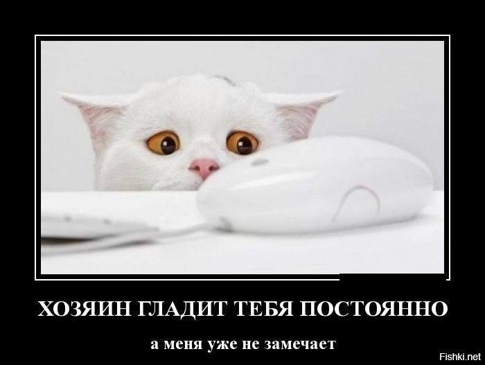 25 котофеев, которые внимательно наблюдают за хозяевами и контролируют все домашние процессы