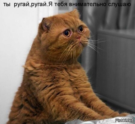 25 котофеев, которые внимательно наблюдают за хозяевами и контролируют все домашние процессы