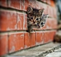 25 котофеев, которые внимательно наблюдают за хозяевами и контролируют все домашние процессы