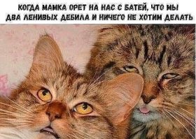 25 котофеев, которые внимательно наблюдают за хозяевами и контролируют все домашние процессы