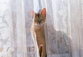 25 котофеев, которые внимательно наблюдают за хозяевами и контролируют все домашние процессы