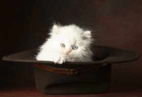 25 котофеев, которые внимательно наблюдают за хозяевами и контролируют все домашние процессы