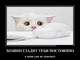 25 котофеев, которые внимательно наблюдают за хозяевами и контролируют все домашние процессы