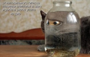 25 котофеев, которые внимательно наблюдают за хозяевами и контролируют все домашние процессы