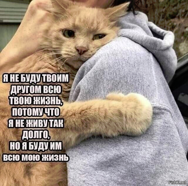 Кошка, страдающая от осенней депрессии