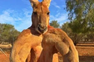 "А выглядит просто потрясающе!"