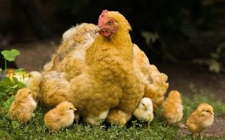 Во первых -да, нужна устойчивая популяция, для выживания вида, во вторых для этой устойчивой популяции - нужна нехилая кормовая база.  Т.е. гипотетически, если б каким-то чудом какие-то ящеры смогли закрепиться в биоме и не эволюционировать, в нынешних крокодилов, варанов, страусов и прочих .. они как минимум заселили бы  этот водоём большой группой, и выжрали бы всё что там плёскается и даже то что подходит к воде попить. И давно  бы уже не были сенсацией, просто потому, что постоянно были бы на виду, и не вызывали бы никакого удивления..  мол - да они всегда тут были.
А тут, какое-то полено плывёт - всё, Лох-Несс кое чудовище, не иначе.. других объяснений нет.  Но местных понять можно,  всё такие газетная утка, стала  хорошим таким туристическим магнитом, для людей которые не сильно в курсе за эволюцию видов, но готовы верить в существование древних рептилий, которые по естественным причинам вымерли 60+ миллионов лет назад, либо естественным путём эволюционировали в обычных курей.