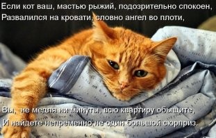25 кошек, которые засмотрелись на что-то и помогли получить нереальный кадр