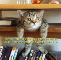 25 кошек, которые засмотрелись на что-то и помогли получить нереальный кадр