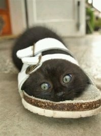 Котёнку понравилась хозяйская тапка