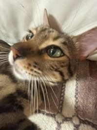 25 кошек, которые засмотрелись на что-то и помогли получить нереальный кадр