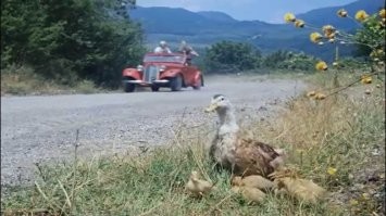 Милая семейная скульптурная композиция «Дорогу утятам!», прославляющая сказку и семью