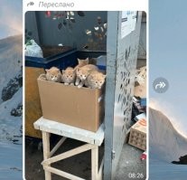 Вчера выбросили на помойку, за час люди разобрали котят. Кто получил + к карме, кто-то большой минус.