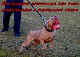 Американский булли: запрещённая и непредсказуемая порода
