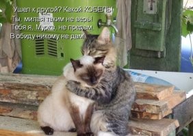 25 животных, которые любят обниматься и делают это со всей душой