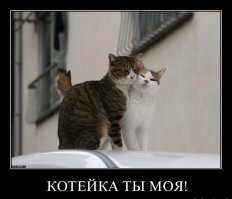 25 животных, которые любят обниматься и делают это со всей душой